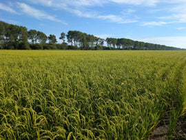 お見舞いお礼:大雨の影響もなく順調に生育しています
