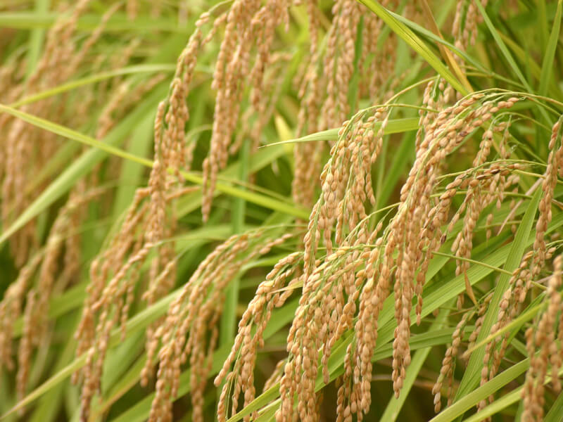 有機農産物、首相「消費者も疑っている」 厳格化を示唆(asahi.com)